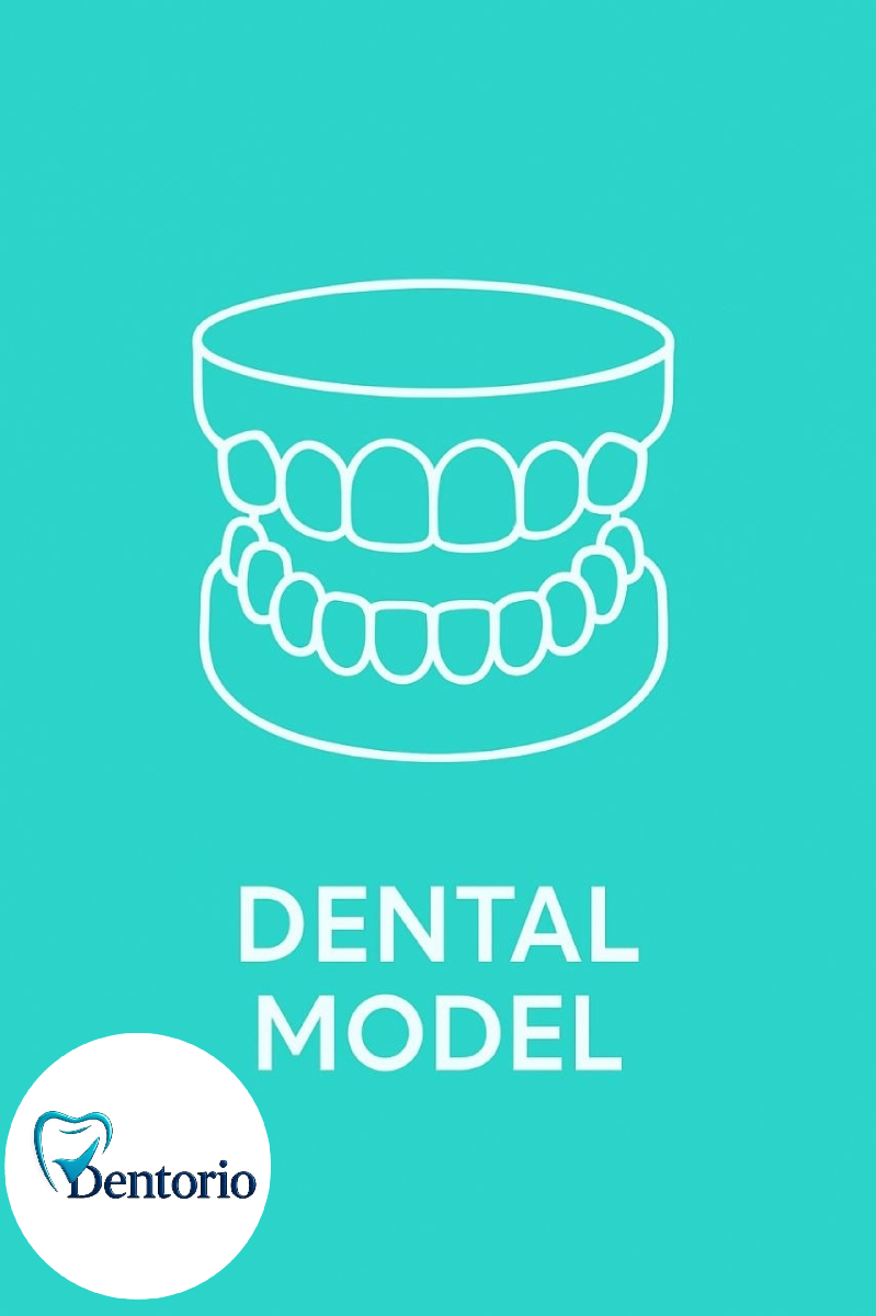 ماکت دندانپزشکی